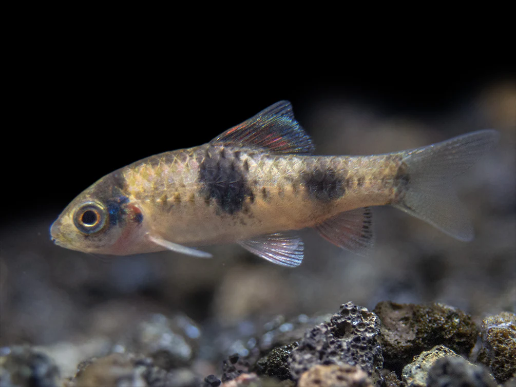 Red Panda AKA Melon Barb (Haludaria fasciata), Tank-Bred - Nestor' Aquariums & Pets