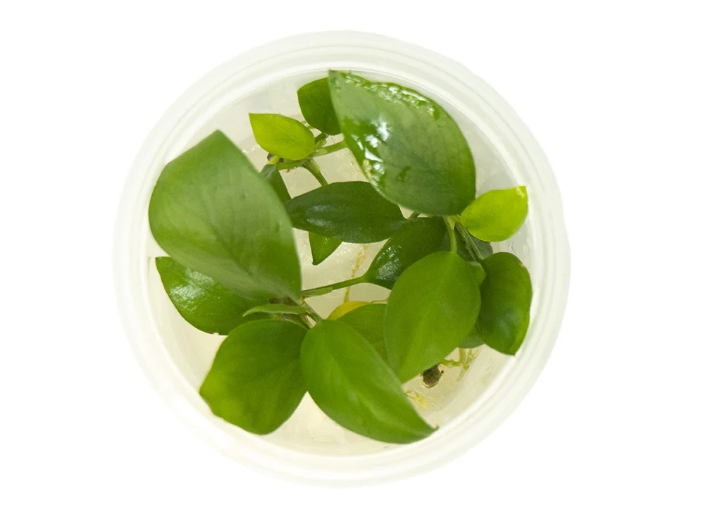 Anubias hastifolia Tissue Culture - Nestor' Aquariums & Pets