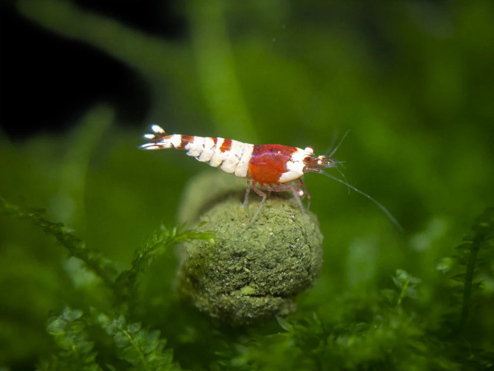 Crystal Red and Black Shrimp Combo Box - Nestor' Aquariums & Pets