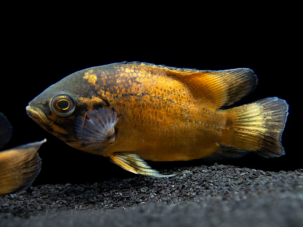 Red Oscar (Astronotus ocellatus), Tank-Bred - Nestor' Aquariums & Pets