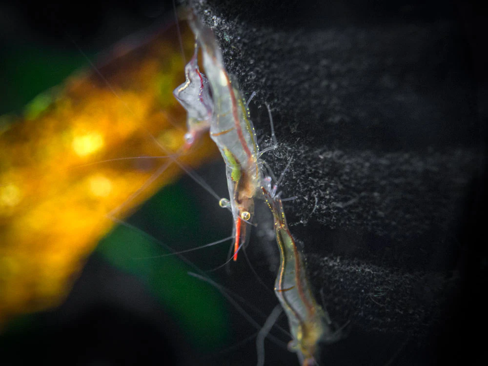 Pinokio Shrimp aka Rudolf Shrimp/Red Skunk Shrimp (Caridina gracilirostris), Tank-Bred! - Nestor' Aquariums & Pets