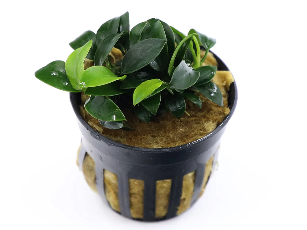 Anubias Jungle Star ( Anubias Barteri 