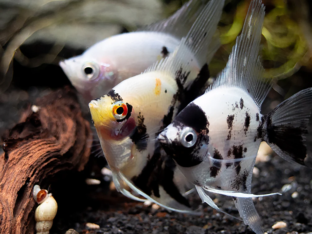 Panda Angelfish (Pterophyllum scalare - variant), USA Bred - Nestor' Aquariums & Pets
