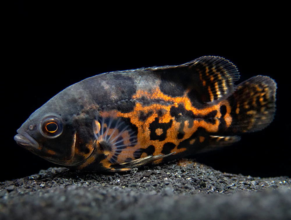Tiger Oscar (Astronotus ocellatus), Tank-Bred - Nestor' Aquariums & Pets
