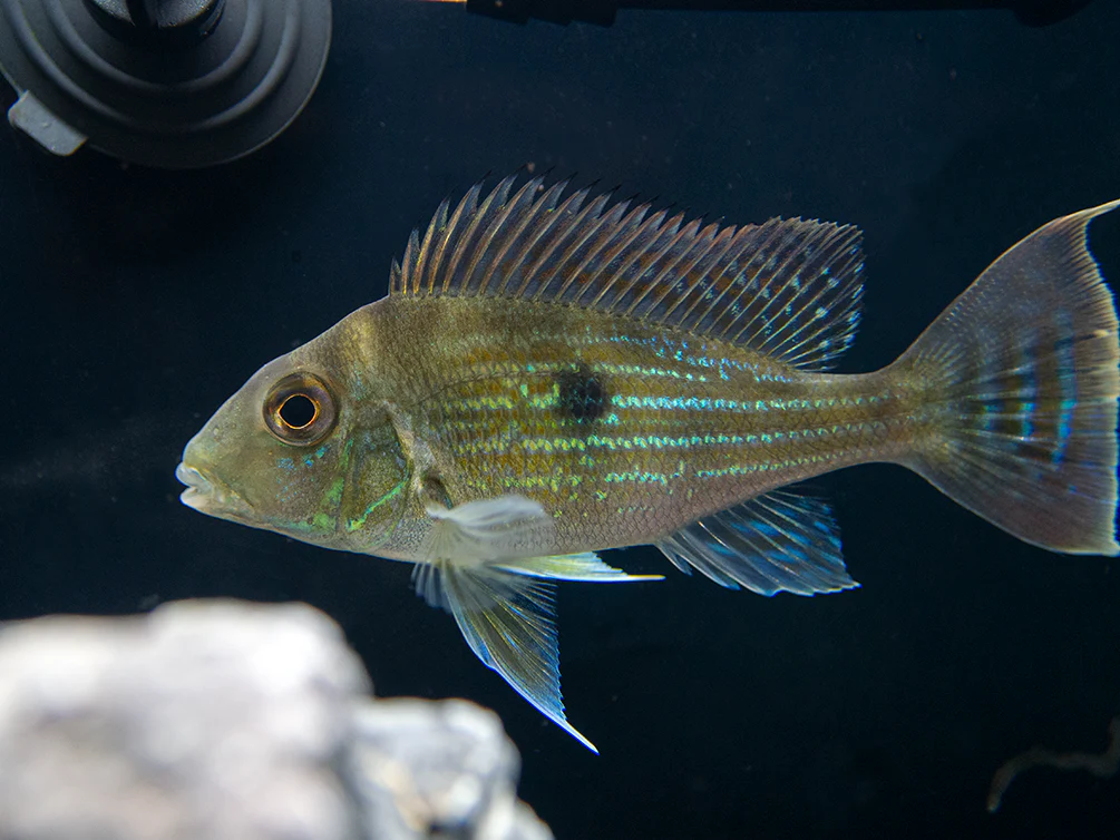 Sven's Eartheater Cichlid (Geophagus sveni), Tank-Bred! - Nestor' Aquariums & Pets