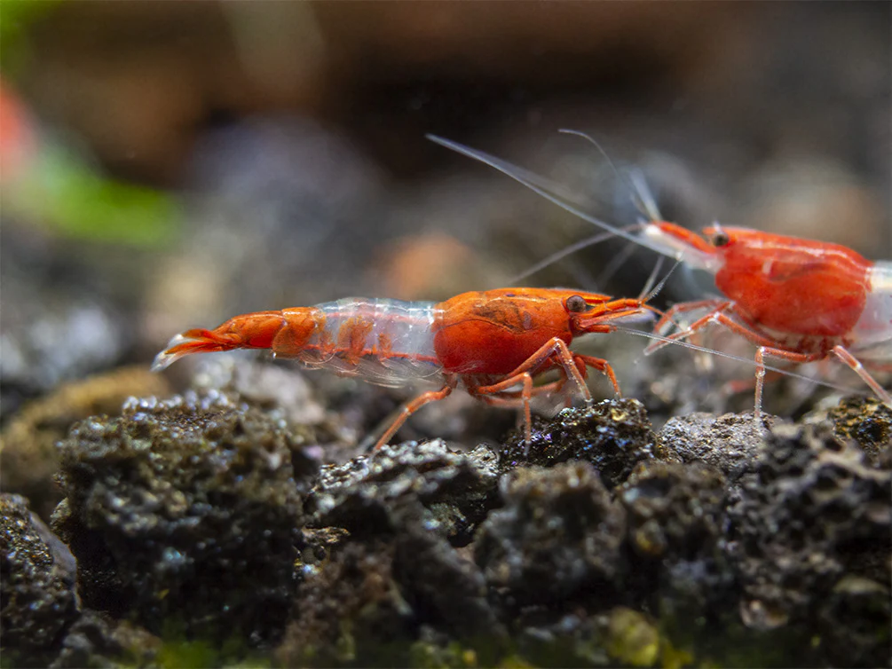 Red Rili Shrimp Breeder Combo Box - Nestor' Aquariums & Pets