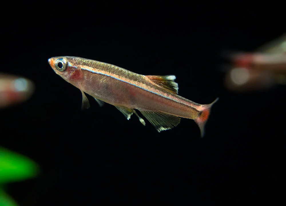 White Cloud Mountain Minnow (Tanichthys albonubes), Tank-Bred - Nestor' Aquariums & Pets
