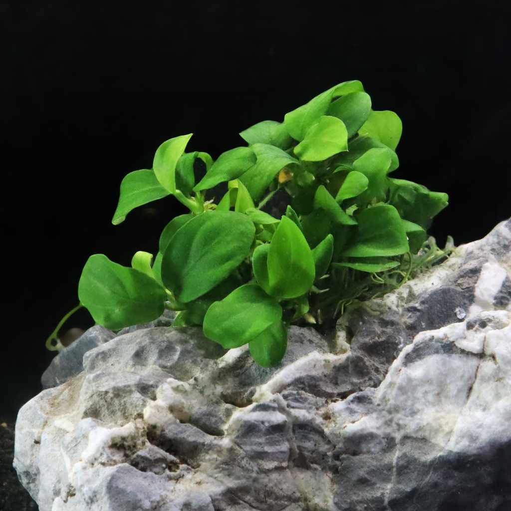 Anubias Barteri Nana Tissue Culture - Nestor' Aquariums & Pets