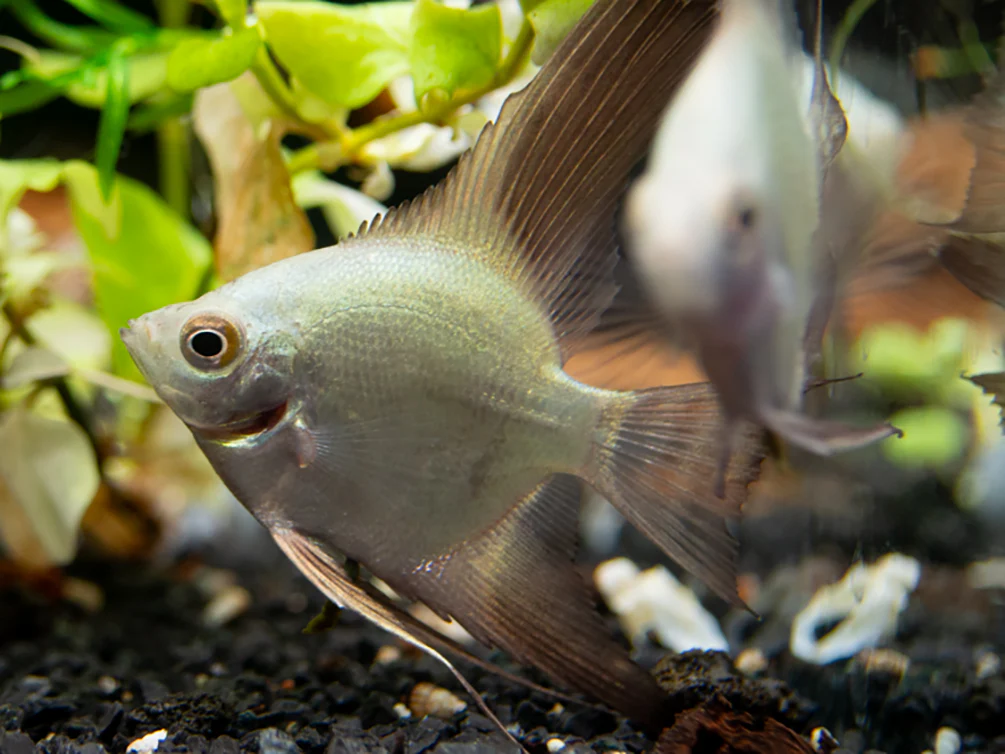 Bulgarian Green Seal Point Angelfish (Pterophyllum Scalare ) - Tank Bred - Nestor' Aquariums & Pets