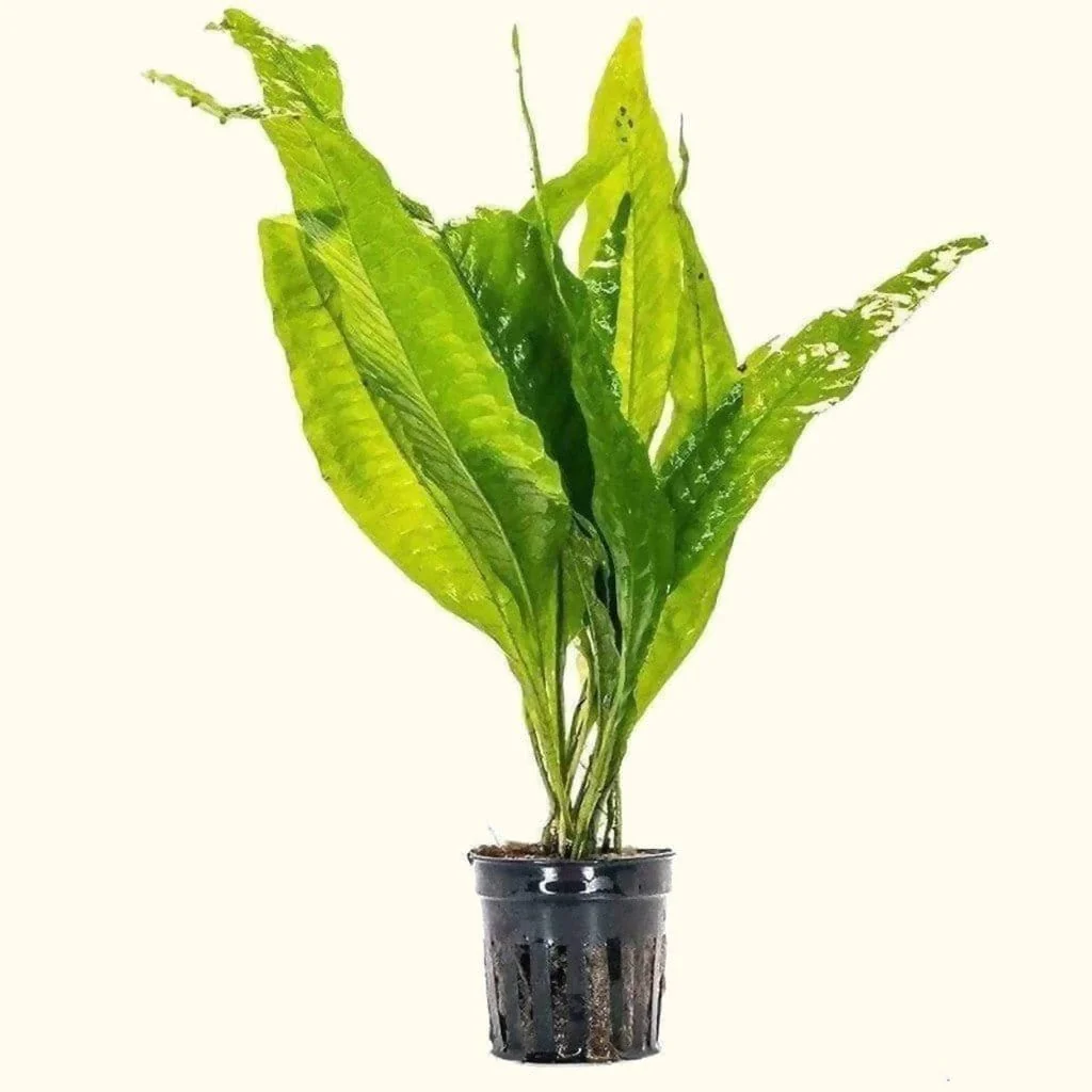Java Fern - Nestor' Aquariums & Pets