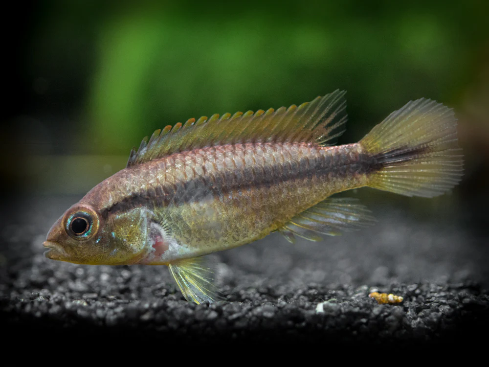 Agassizi's Dwarf Cichlid (Apistogramma cf. agassizii) - Tank-Bred! - Nestor' Aquariums & Pets