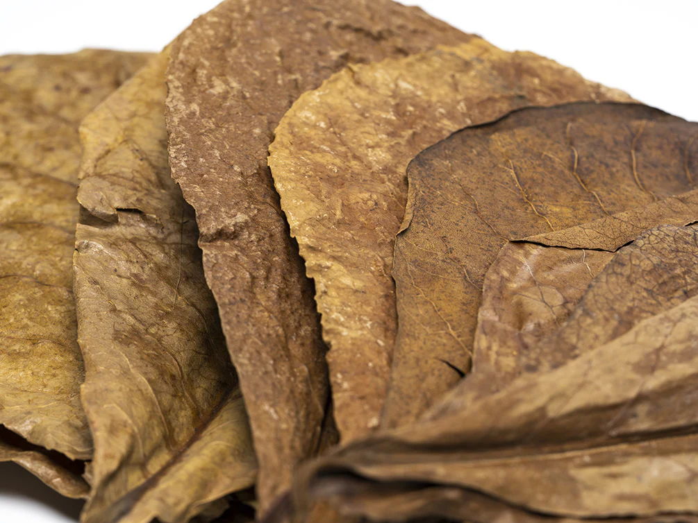 Catappa AKA Indian Almond Leaves - Nestor' Aquariums & Pets