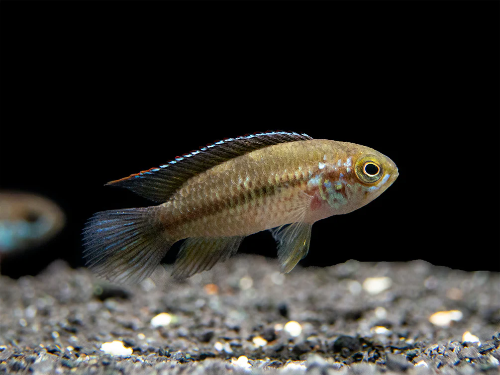 Golden Dwarf Cichlid (Nannacara anomala), - Tank Bred - Nestor' Aquariums & Pets