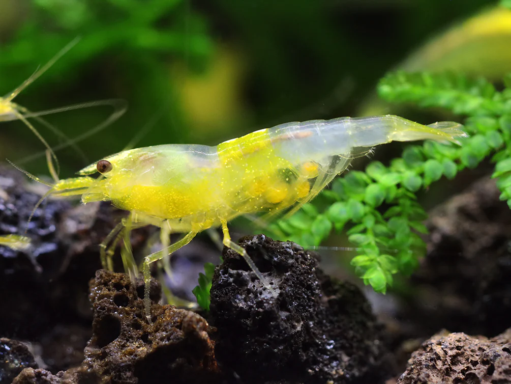 Yellow Cherry Shrimp (Neocaridina davidi) - Bred by Aquatic Arts - Nestor' Aquariums & Pets