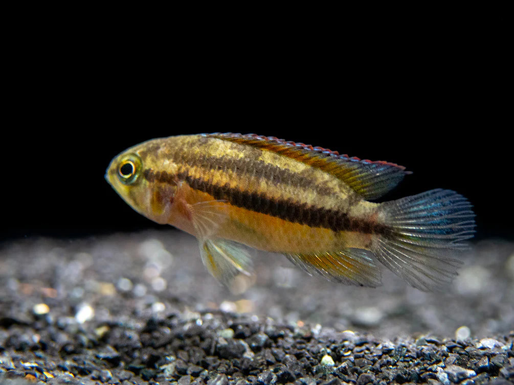 Golden Dwarf Cichlid (Nannacara anomala), - Tank Bred - Nestor' Aquariums & Pets