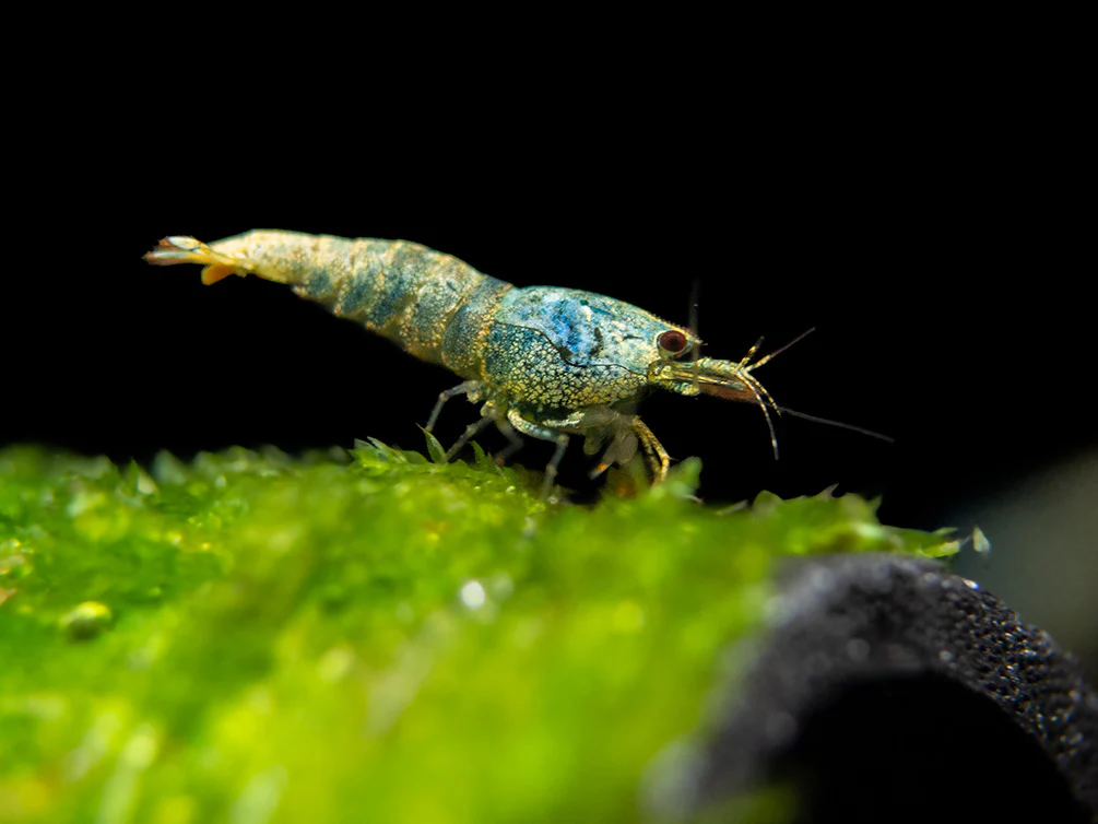 Blue Bolt Shrimp (Caridina cantonensis var. “Blue Bolt”), A-S Grade, Tank-Bred - Nestor' Aquariums & Pets