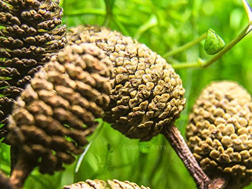 Alder Cones (1/2 - 1 inch) - Nestor' Aquariums & Pets