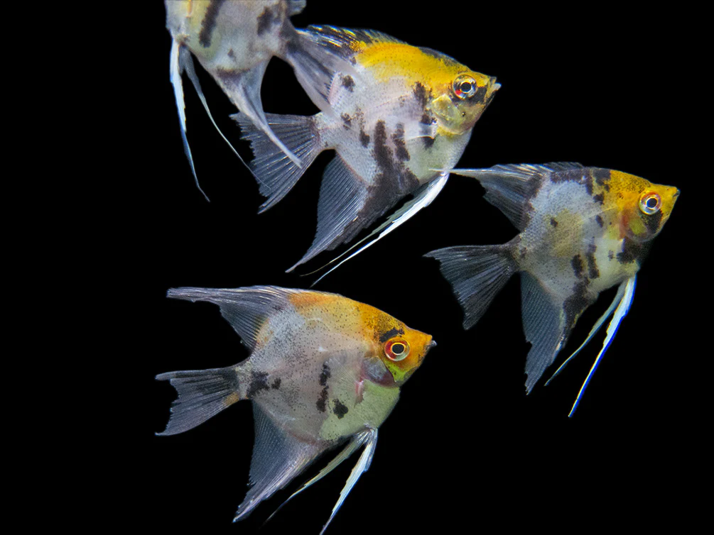 Koi Angelfish (Pterophyllum scalare) - Tank-Bred! - Nestor' Aquariums & Pets