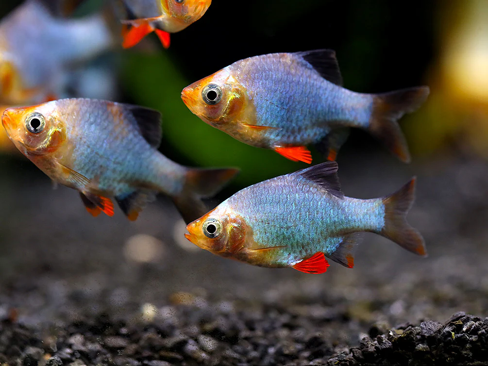 Platinum Green Tiger Barb (Puntigrus tetrazona) – Tank Bred - Nestor' Aquariums & Pets