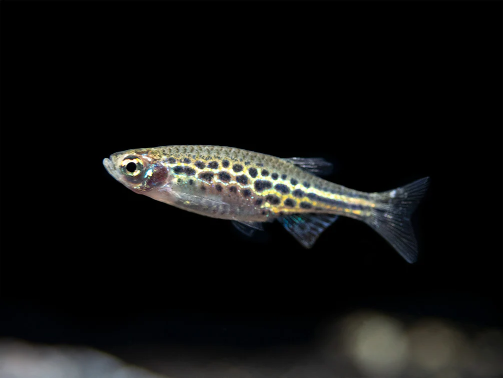Gold Ring Danio (Brachydanio tinwini) - Nestor' Aquariums & Pets
