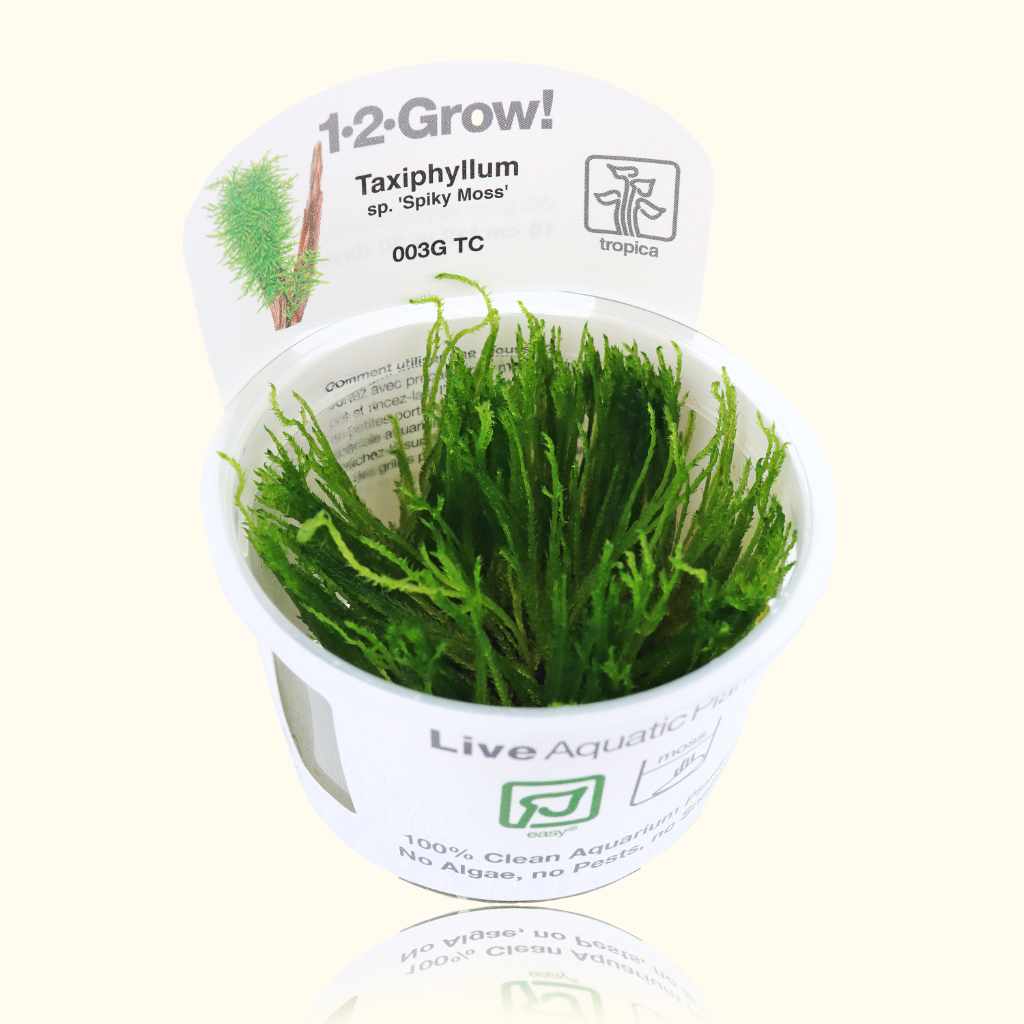 Taxiphyllum 'Spiky Moss' Tissue Culture - Nestor' Aquariums & Pets