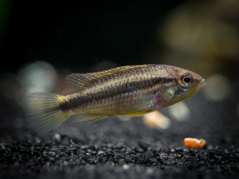Agassizi's Dwarf Cichlid (Apistogramma cf. agassizii) - Tank-Bred! - Nestor' Aquariums & Pets