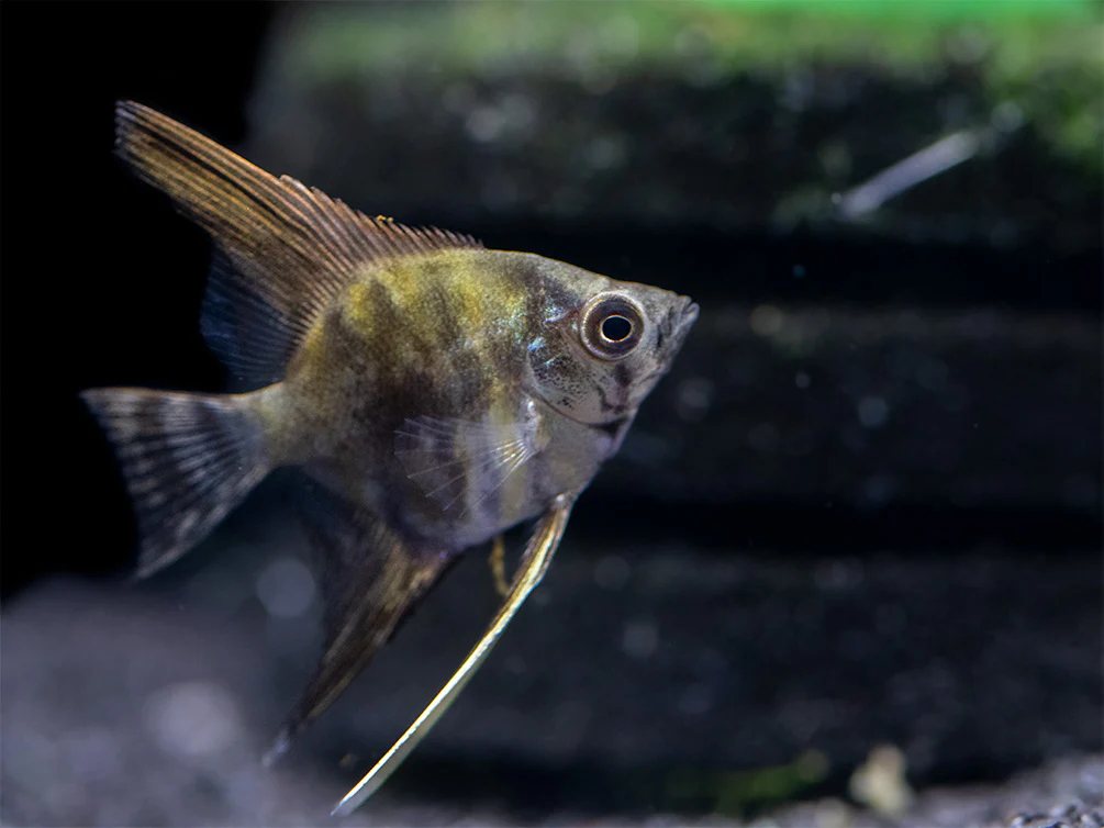 Leopard Angelfish (Pterophyllum scalare), TANK-BRED! - Nestor' Aquariums & Pets