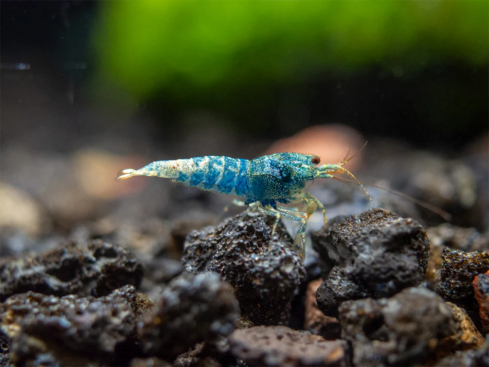 Blue Bolt Shrimp (Caridina cantonensis var. “Blue Bolt”), A-S Grade, Tank-Bred - Nestor' Aquariums & Pets