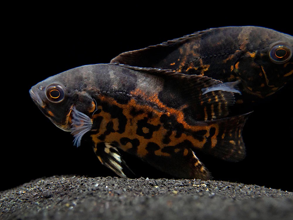 Tiger Oscar (Astronotus ocellatus), Tank-Bred - Nestor' Aquariums & Pets