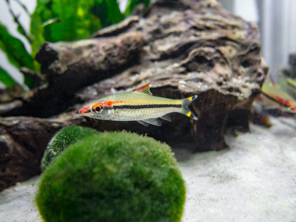 Denison’s Barb (Sahyadria denisonii), Tank-Bred - Nestor' Aquariums & Pets
