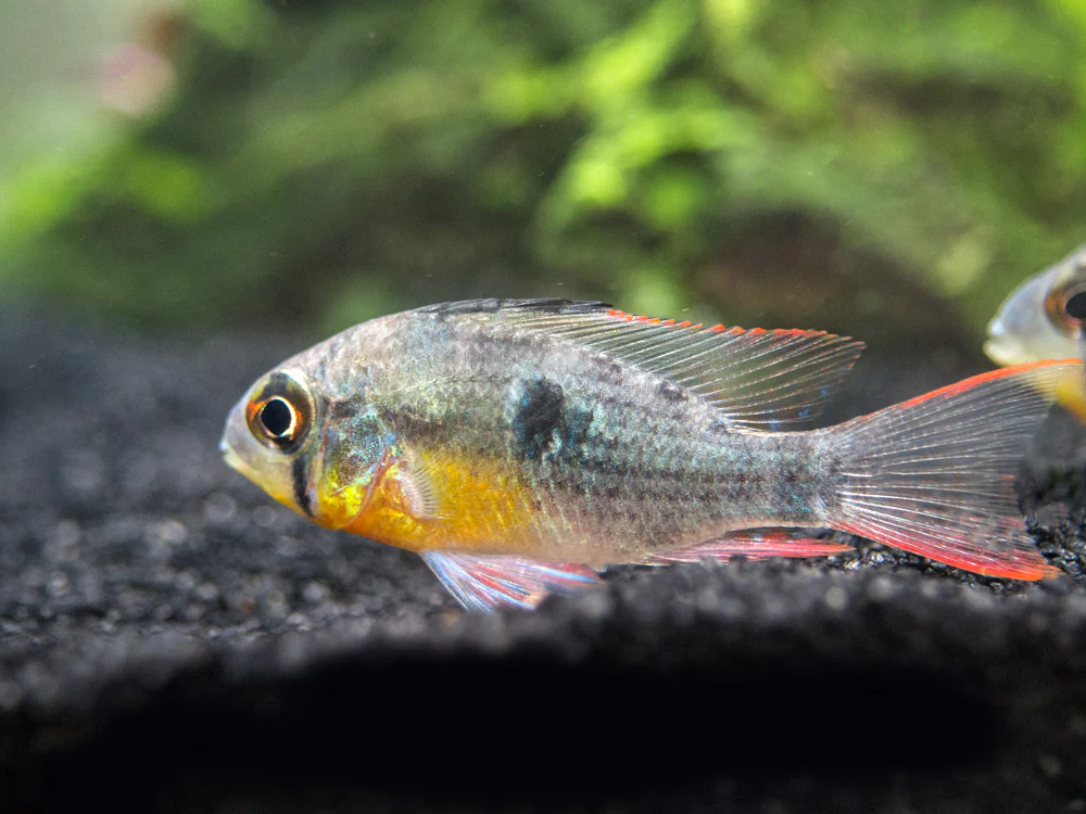 Bolivian Ram Dwarf Cichlid (Mikrogeophagus altispinosus), Tank-Bred - Nestor' Aquariums & Pets