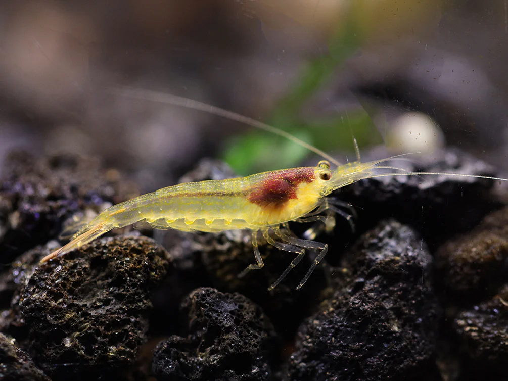 Lemon Yellow Amano Shrimp (Caridina multidentata 