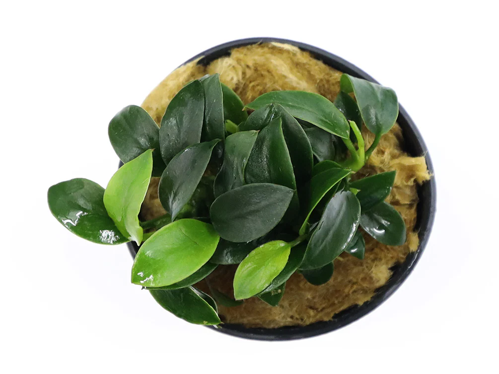 Anubias Jungle Star ( Anubias Barteri 
