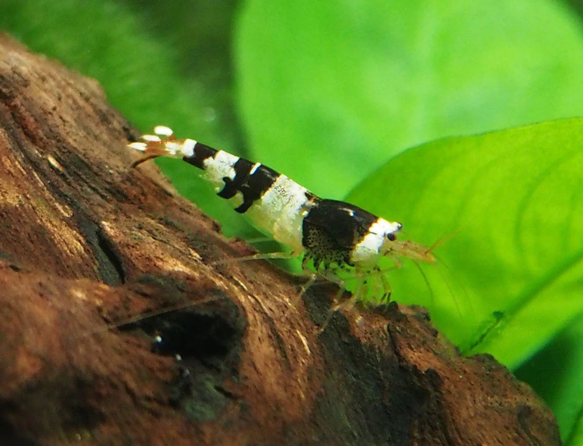 Crystal Shrimp Combo Pack, Tank-Bred - Nestor' Aquariums & Pets