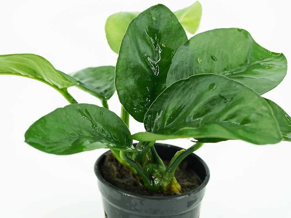 Anubias Barteri Butterfly (Anubias barteri var. Butterfly) - Nestor' Aquariums & Pets