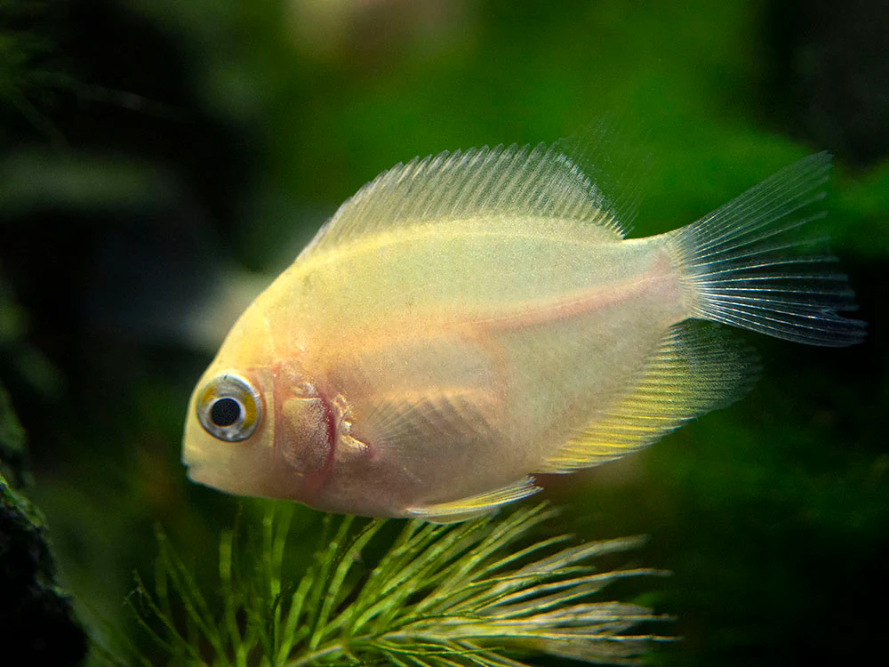 Gold Severum AKA Gold Banded Cichlid (Heros cf. efasciatus FKA H. severus), Tank-Bred - Nestor' Aquariums & Pets