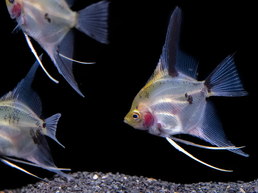 Koi Angelfish (Pterophyllum scalare) - Tank-Bred! - Nestor' Aquariums & Pets
