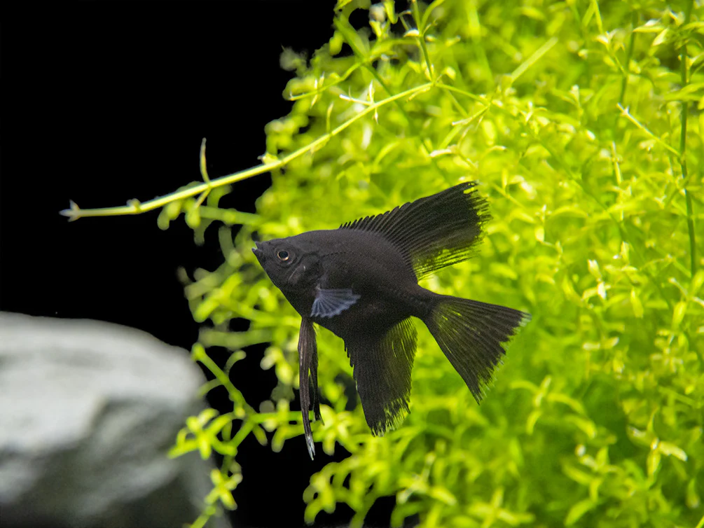 Black Angelfish (Pterophyllum scalare), Tank-Bred - Nestor' Aquariums & Pets