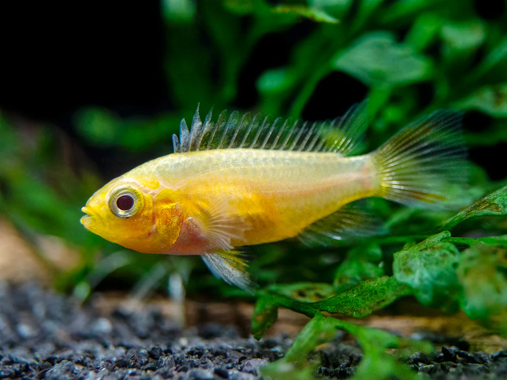 Platinum Double Red Cockatoo Dwarf Cichlid (Apistogramma cacatuoides) - TANK-BRED!!! - Nestor' Aquariums & Pets
