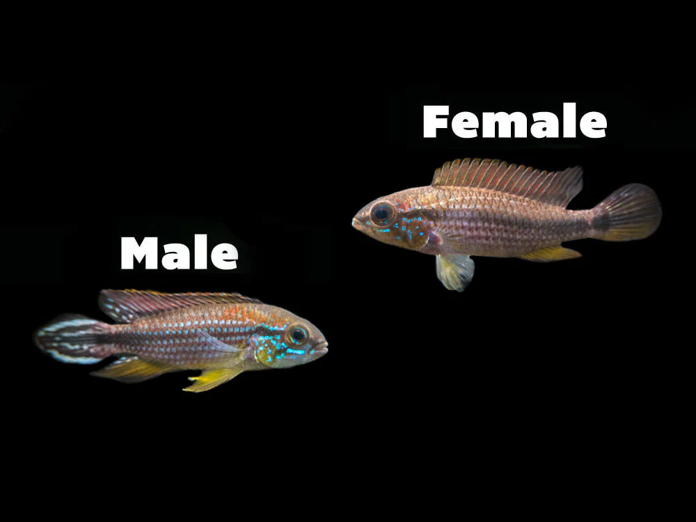 Tefe Agassizi's Dwarf Cichlid (Apistogramma cf. agassizii 