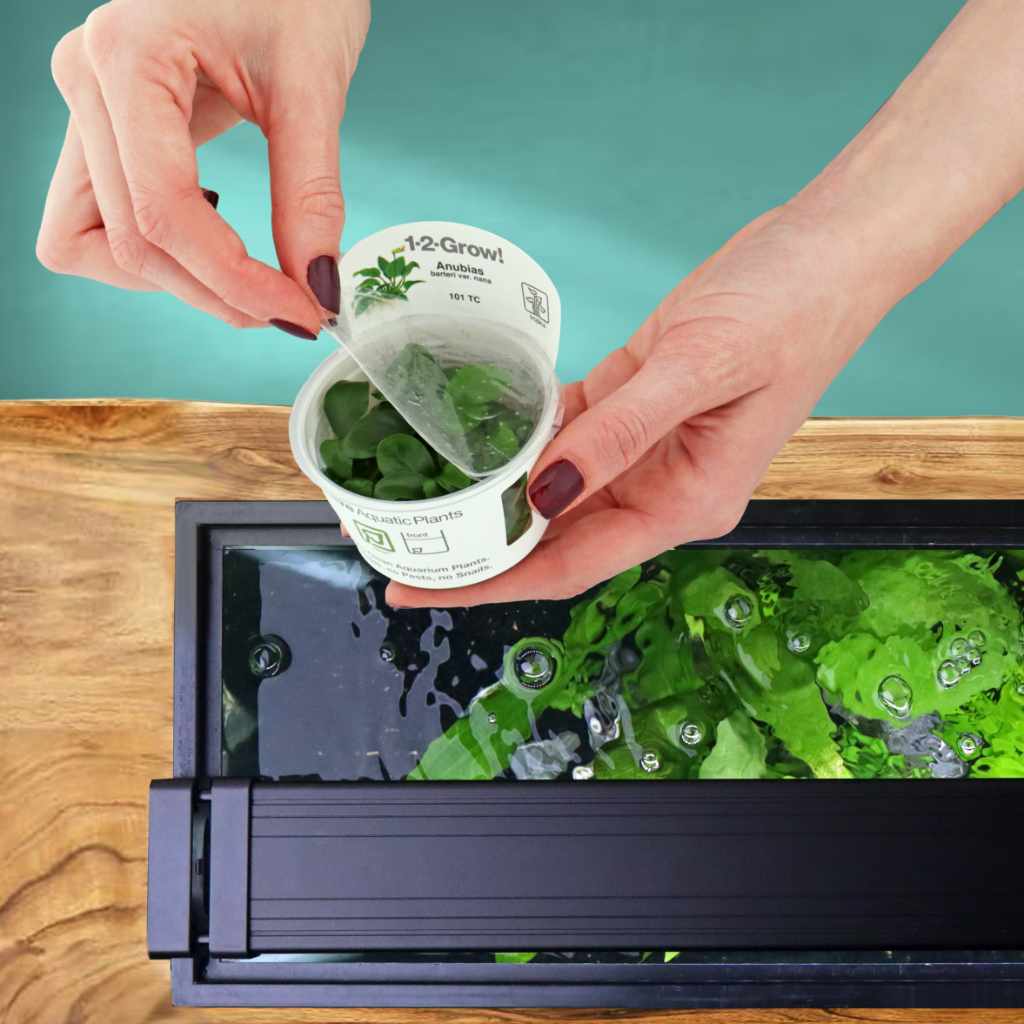 Anubias Barteri Nana Tissue Culture - Nestor' Aquariums & Pets