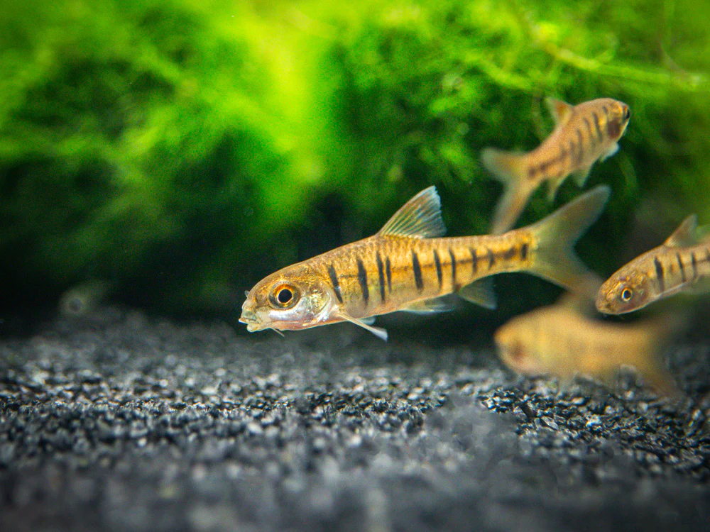 African Banded Barb (Barbus fasciolatus) - Tank-Bred - Nestor' Aquariums & Pets
