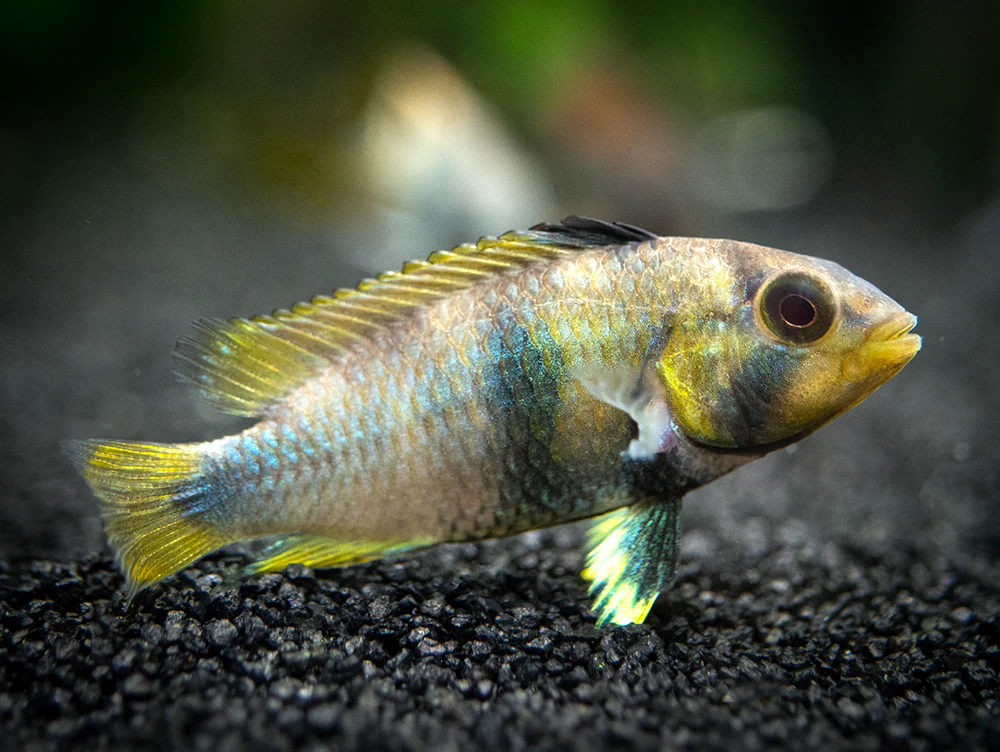 Blue Panda Dwarf Cichlid (Apistogramma panduro/pandurini) - TANK-BRED!!! - Nestor' Aquariums & Pets