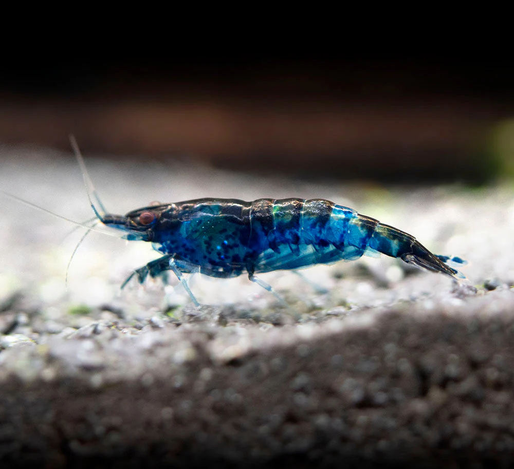 Dream Blue Velvet Shrimp Breeder Combo Box - Nestor' Aquariums & Pets