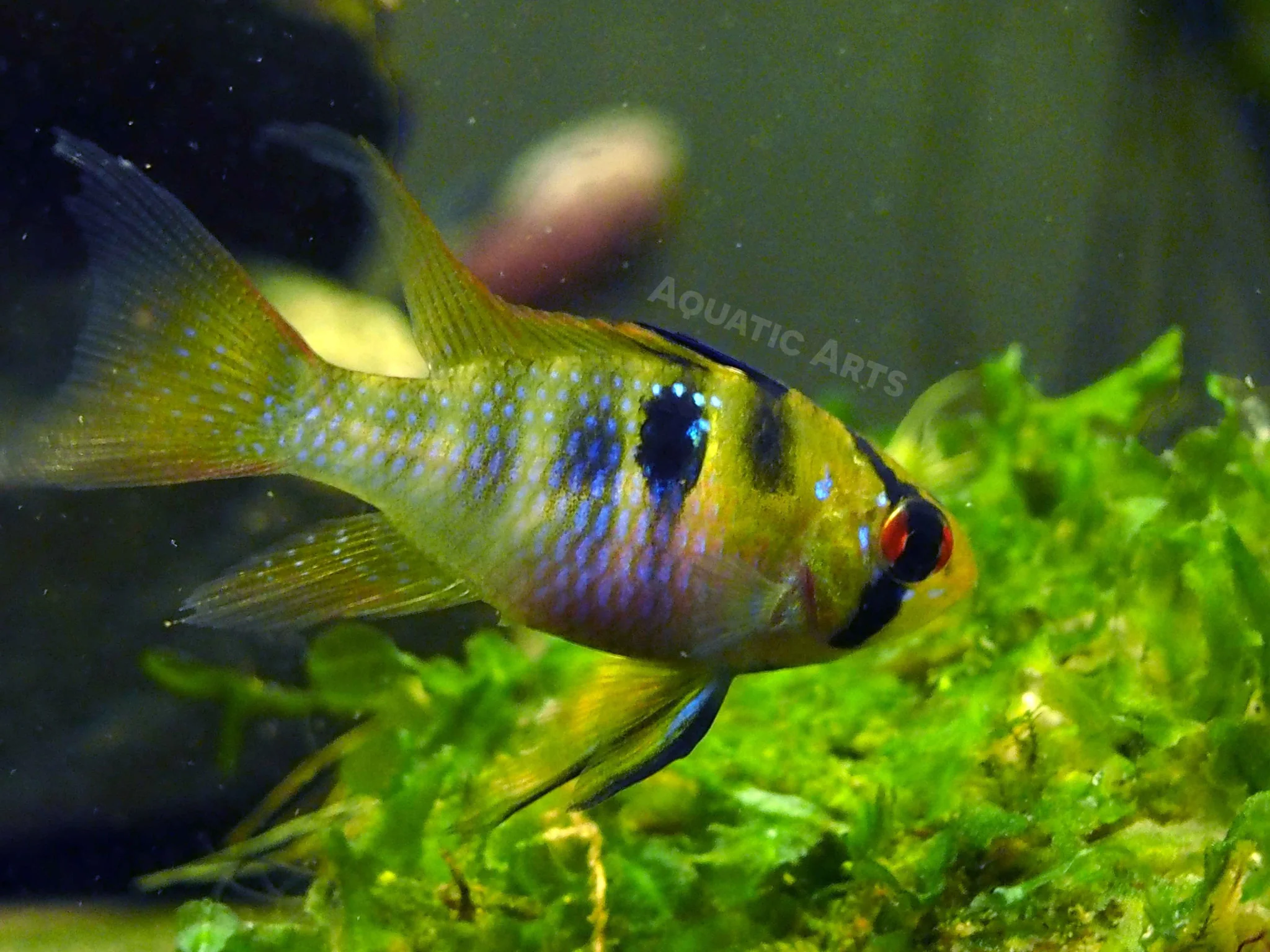 German Blue Ram Dwarf Cichlid (Mikrogeophagus ramirezi) - Tank-Bred! - Nestor' Aquariums & Pets