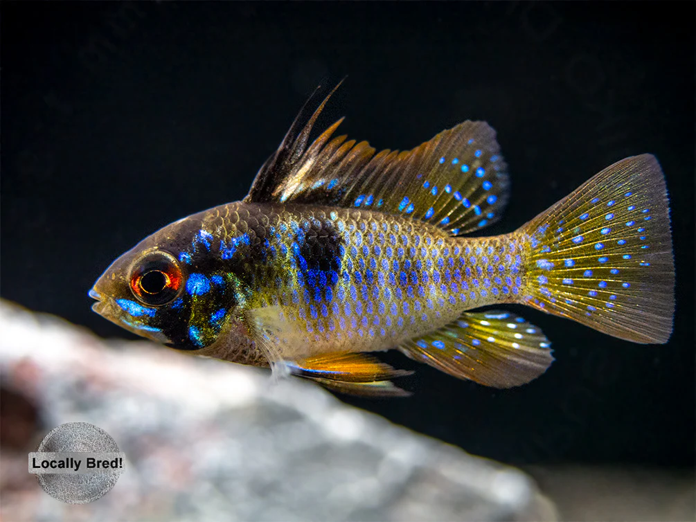 German Blue Ram Dwarf Cichlid (Mikrogeophagus ramirezi) - LOCALLY BRED!!! - Nestor' Aquariums & Pets