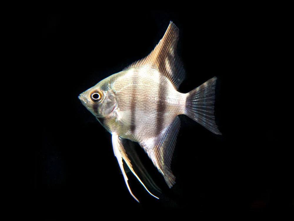 Peruvian Altum Angelfish (Pterophyllum scalare 