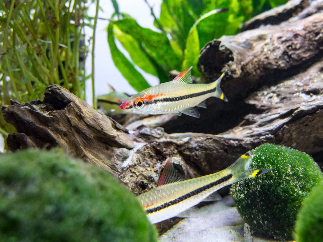 Denison’s Barb (Sahyadria denisonii), Tank-Bred - Nestor' Aquariums & Pets