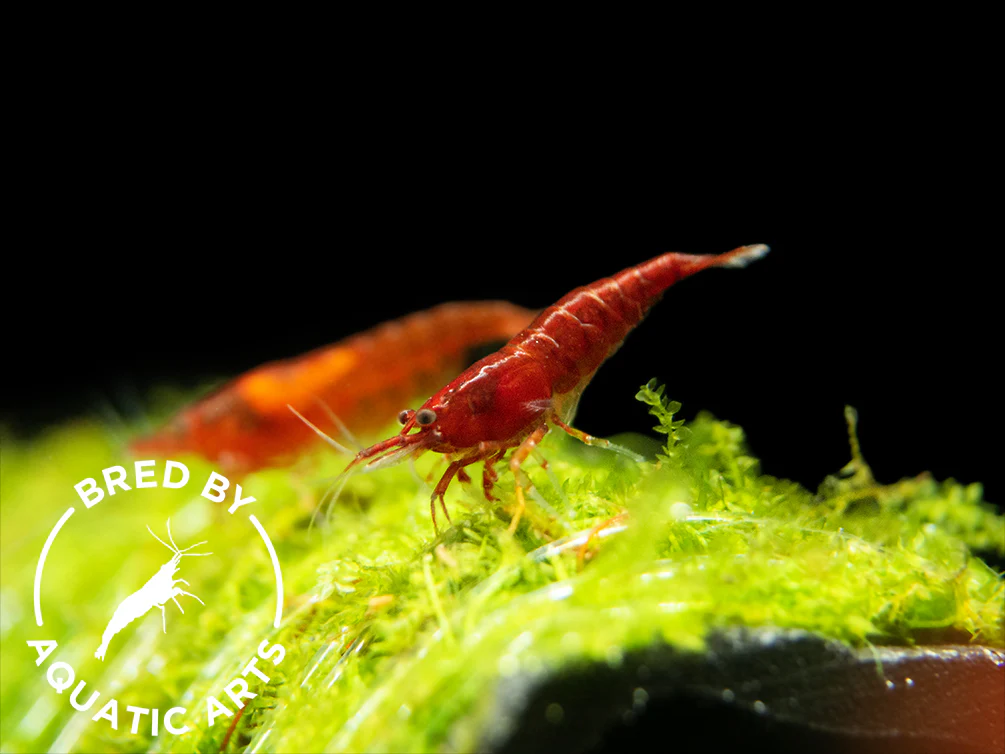Bloody Mary Shrimp (Neocaridina davidi), BREDBY: Aquatic Arts - Nestor' Aquariums & Pets