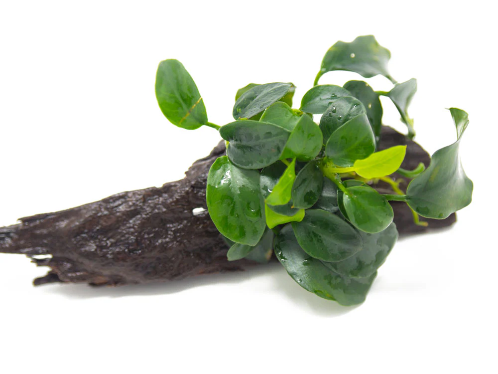 Petite Anubias Nana (Anubias barteri var. “Petite Nana”) on 2+ inch Driftwood - Nestor' Aquariums & Pets